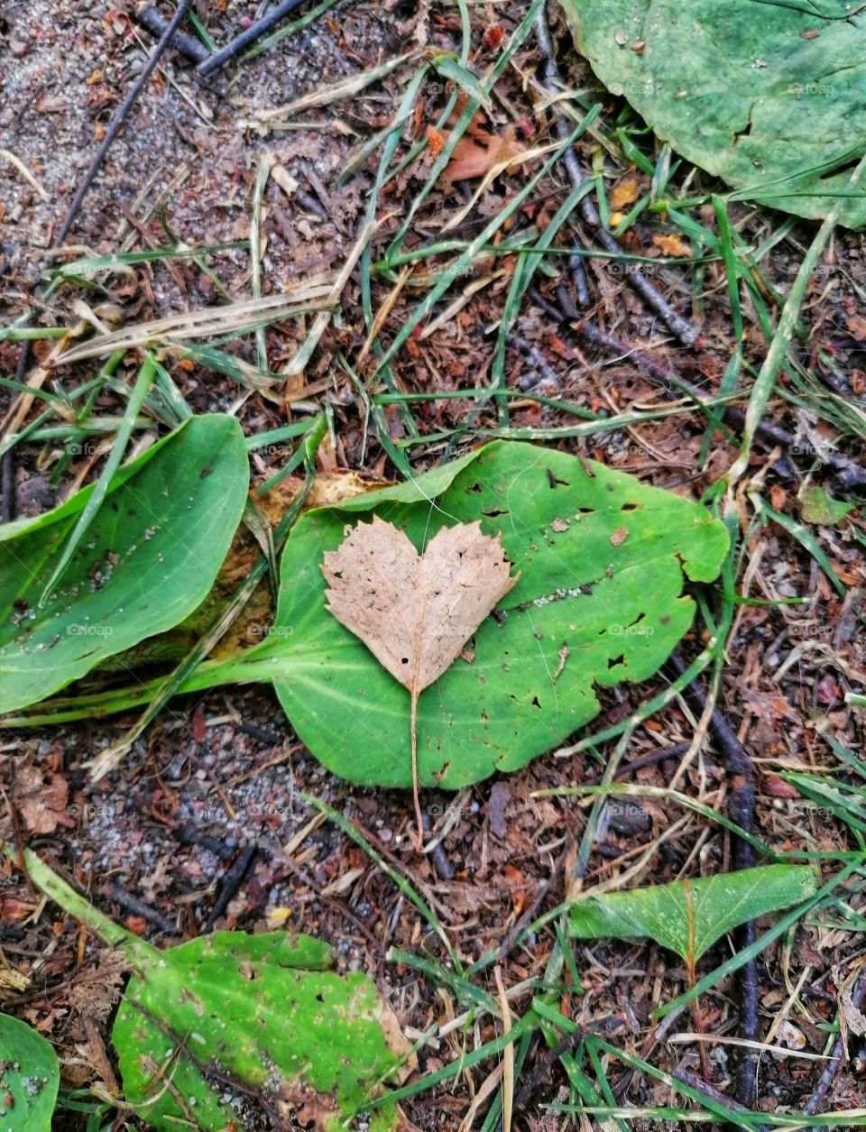 There was a heart-shaped leaf on the ground.