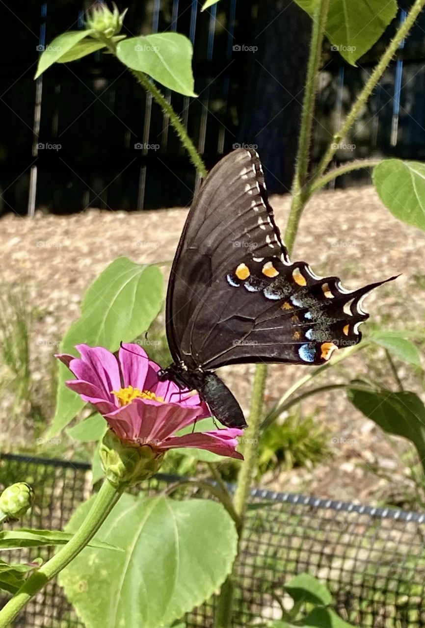 Black swallowtail butterfly on zinnia 