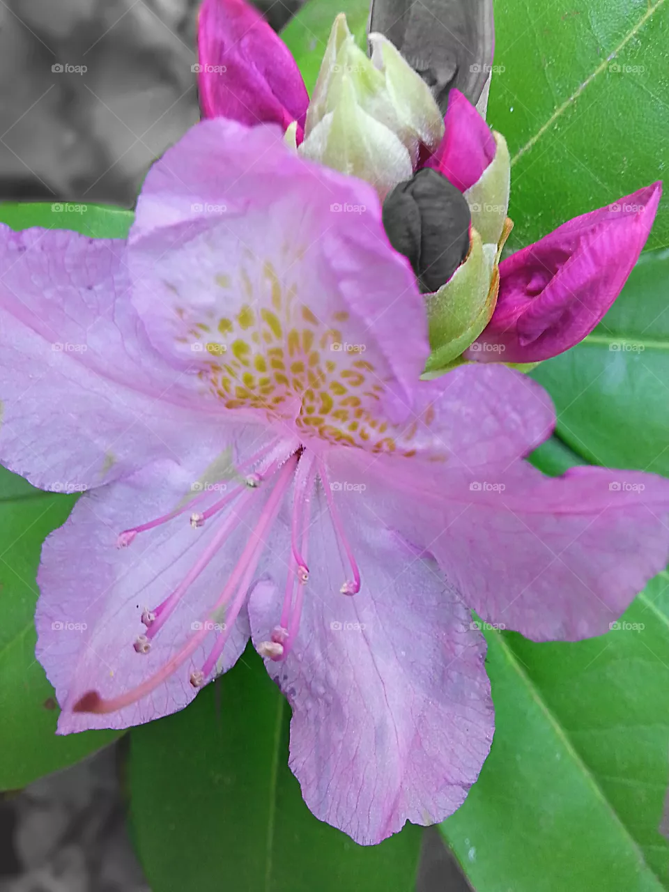 Nature, Leaf, Flower, Flora, No Person