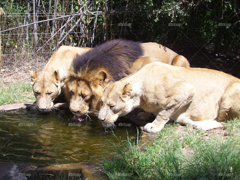 Lions at Rest at Lion Park