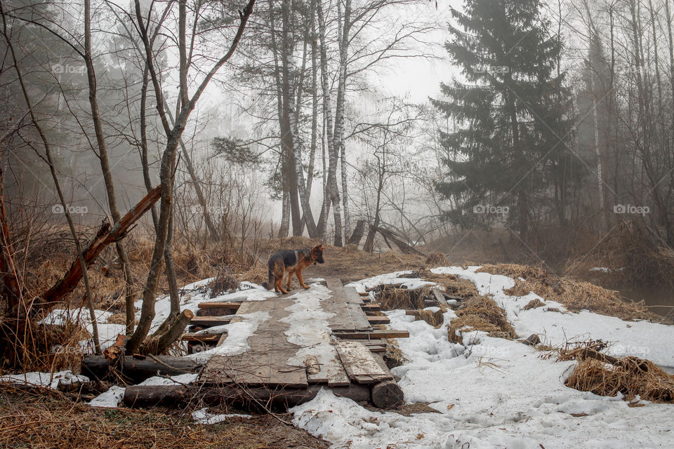 German shepherd young male dog walking outdoor at spring day