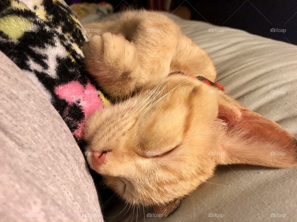 Ginger kitten sleeping so cutely