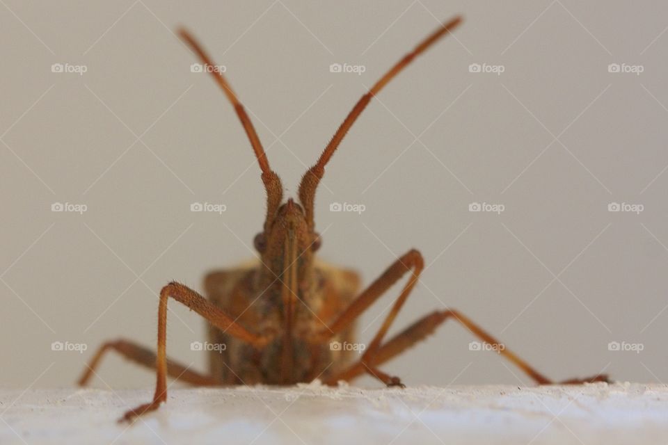 Close-up of a grasshopper