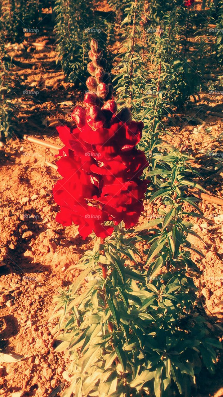 Red beautiful growth flower in garden
in sunny tropical day of march