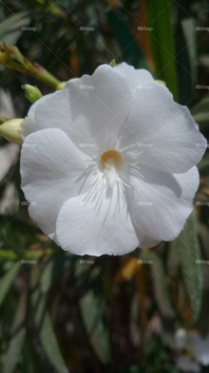 close-up of white flower in the morning