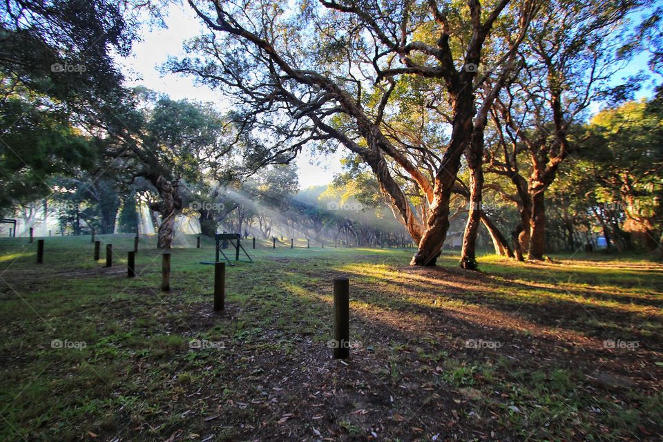 Sunlight through the morning mist