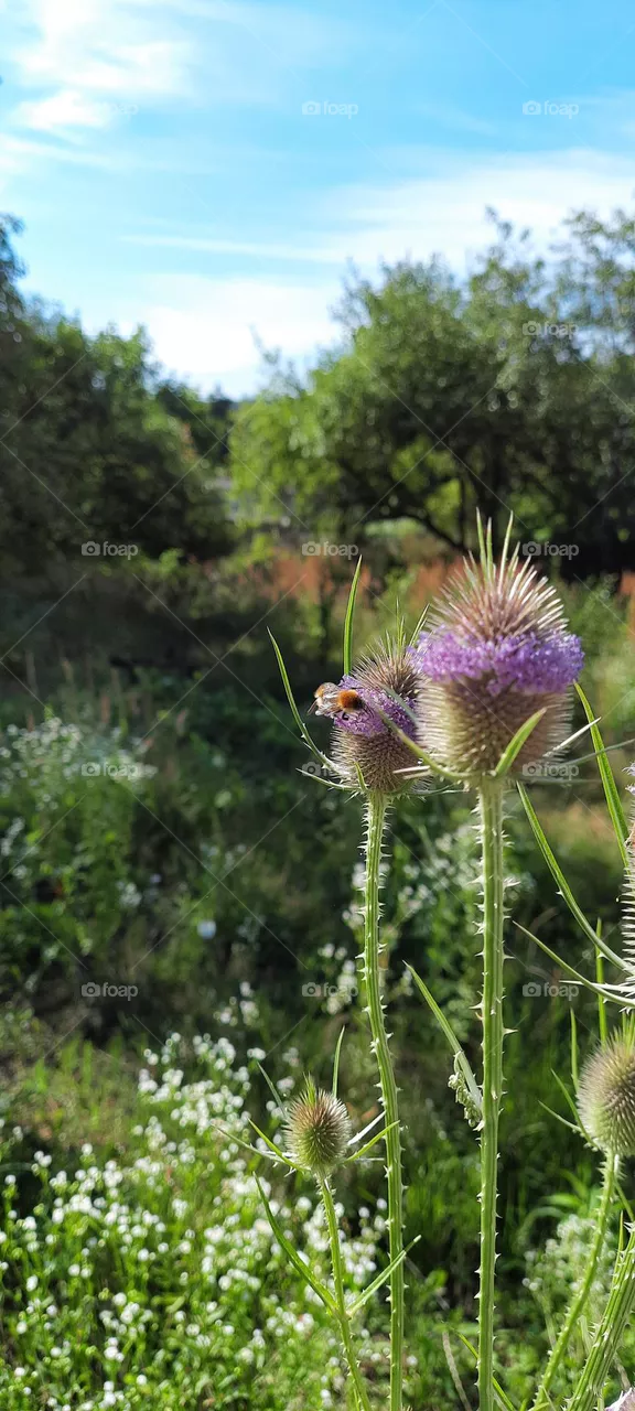 bees on the thistle