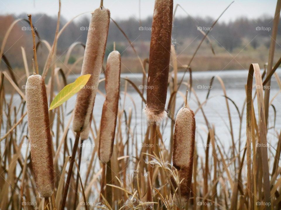 reeds