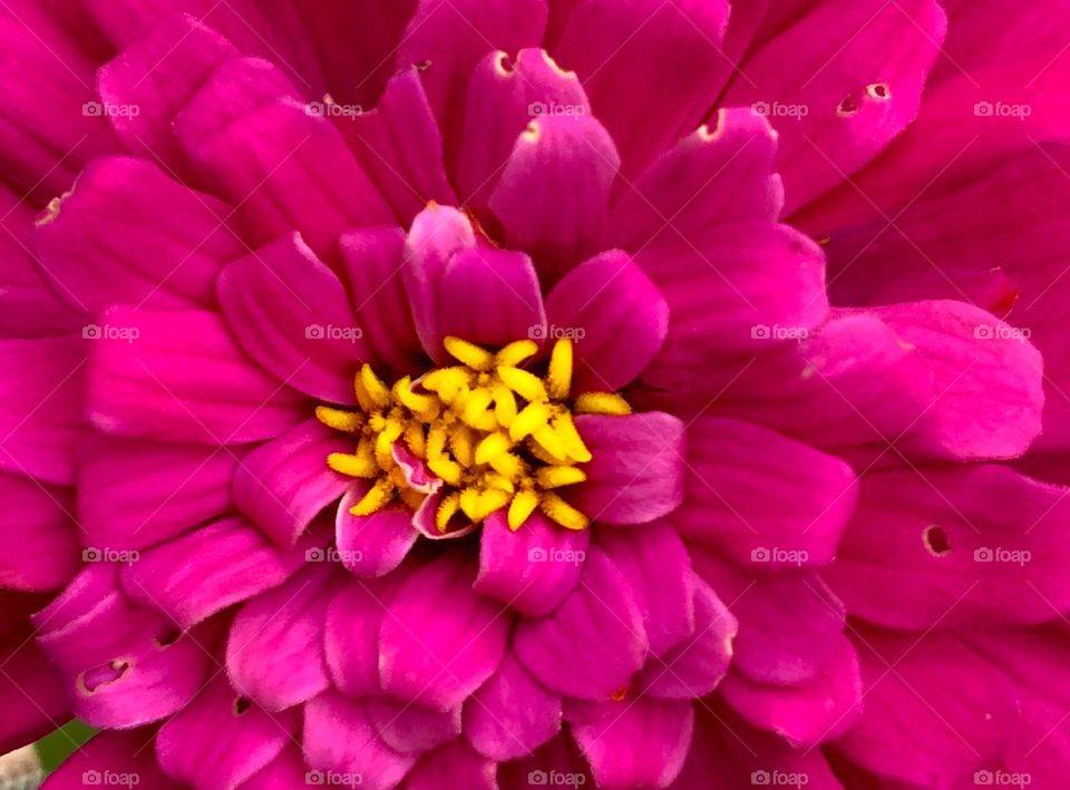 Pretty pink flower close up 
