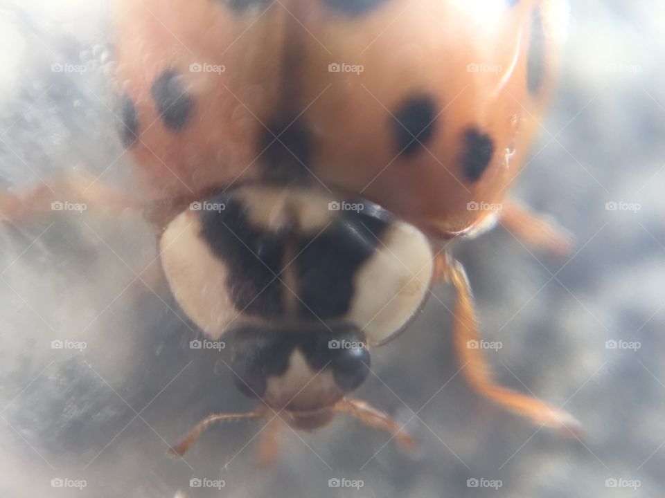 Macro ladybug