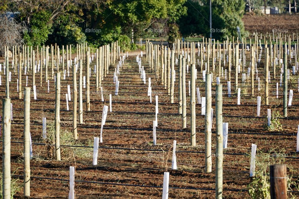 Vineyard under construction 