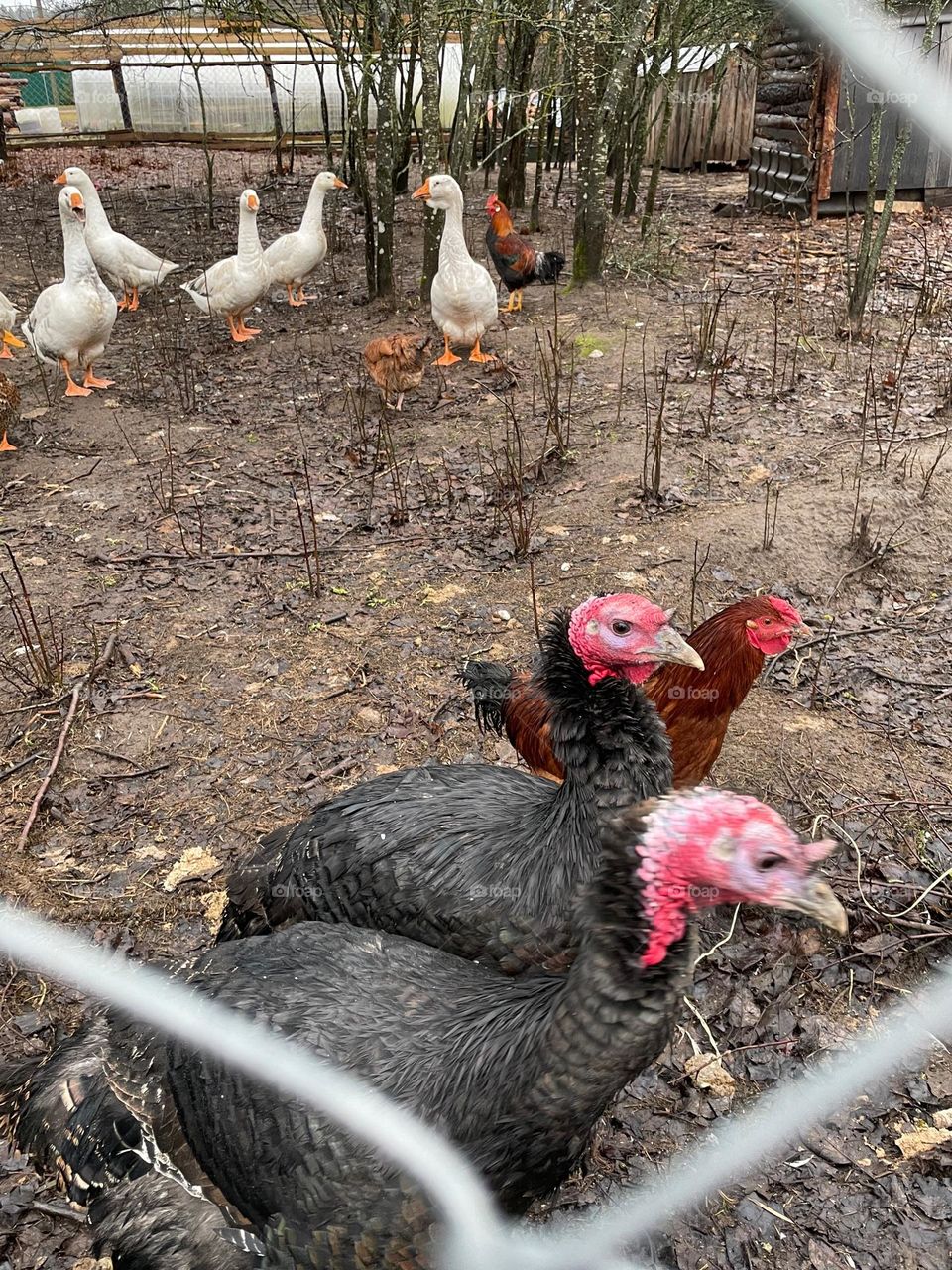turkeys and geese in the village