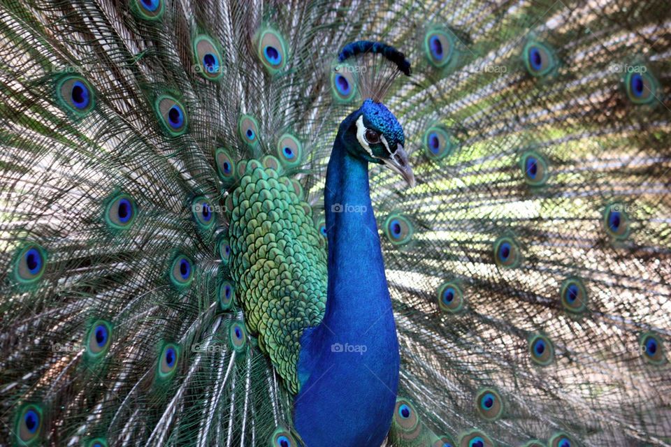 Close-up of a peacock