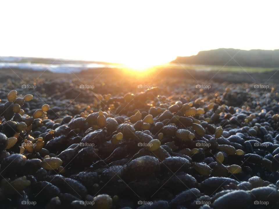 Seaweed and ocean sunset 