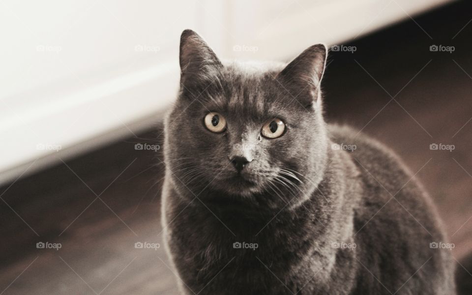 Grey cat looking at camera