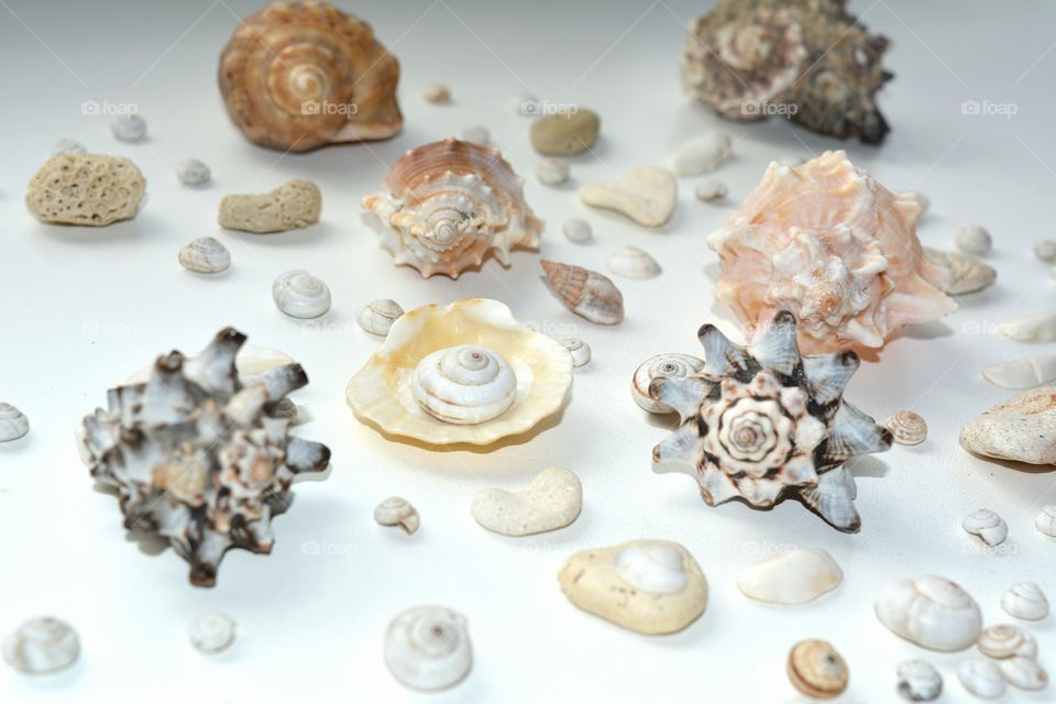 Seashell, Shell, Desktop, Collection, Decoration