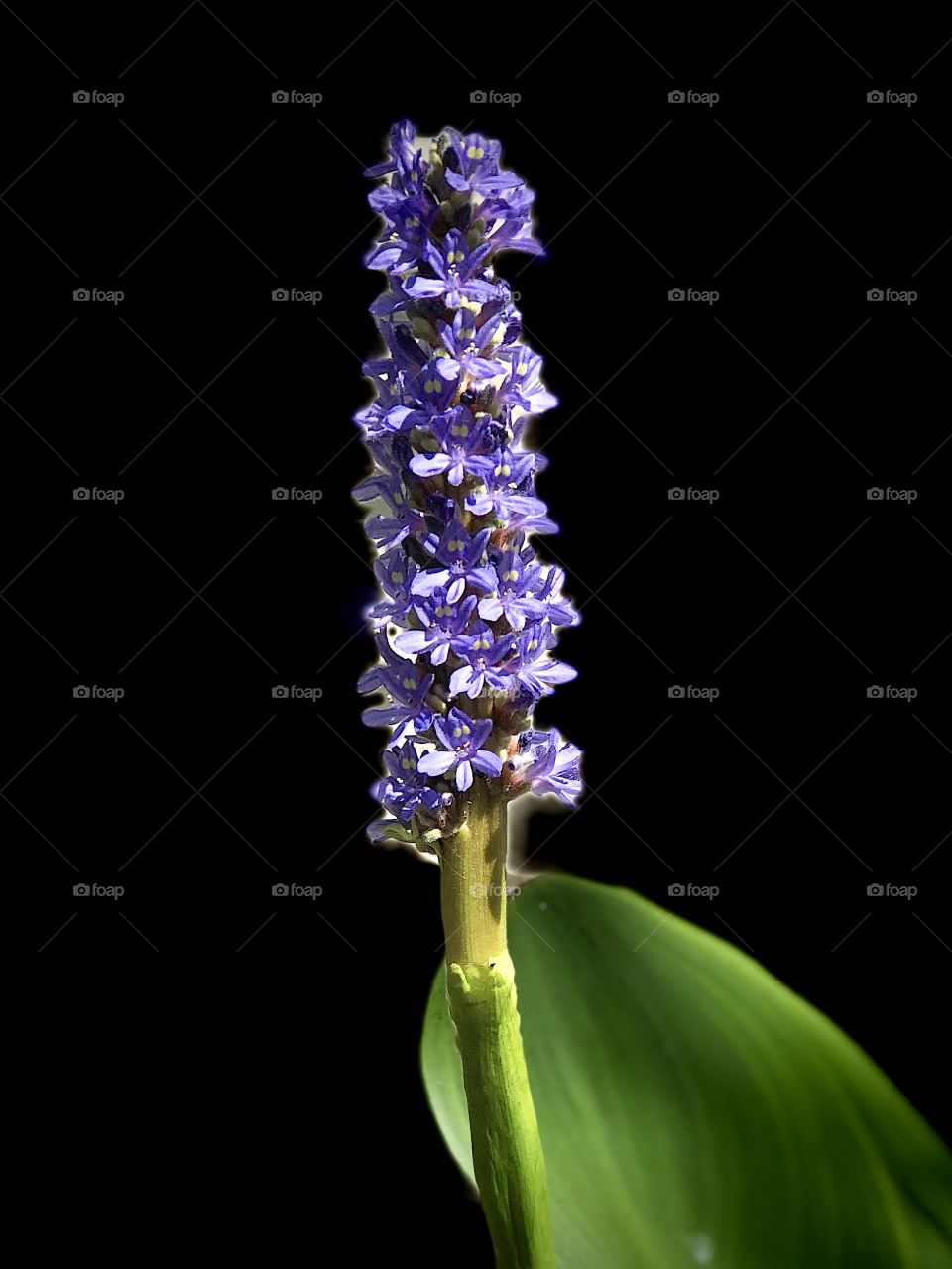 Point of light in the darkness