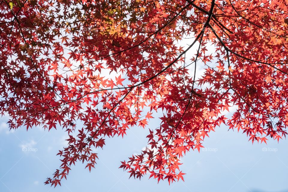 Beautiful red maple on blue sky background at Kawaguchiko Japan