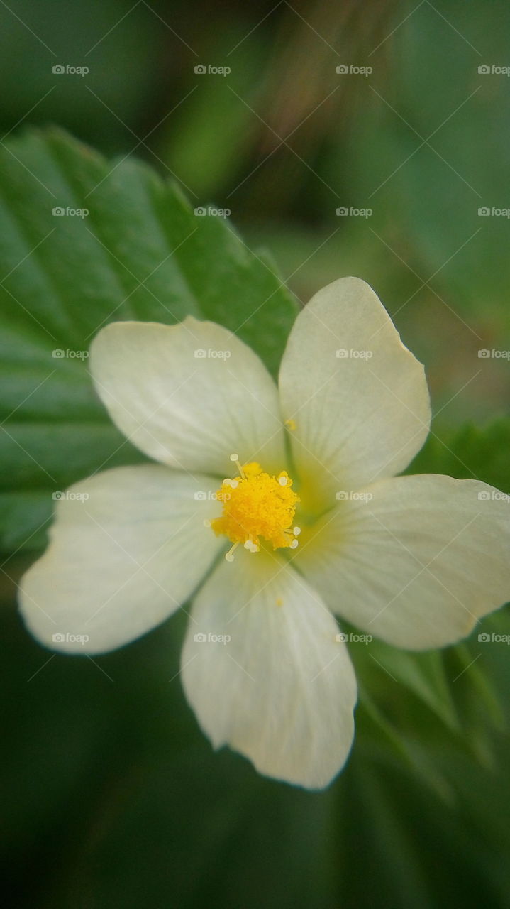 the beautiful small white flower and yellow colour pollen in my garden