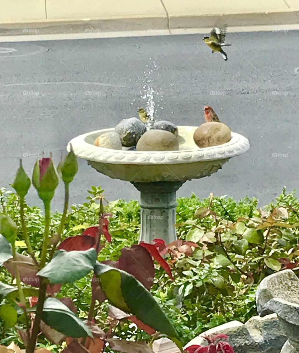 Birds at the birdbath 