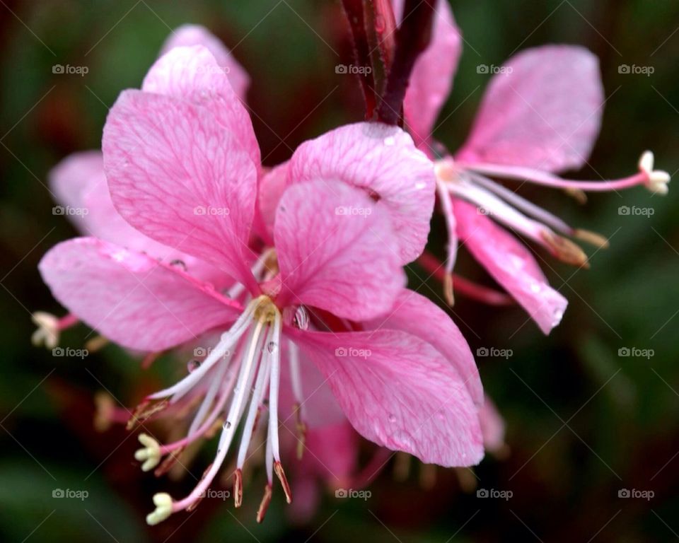 Pink Flower