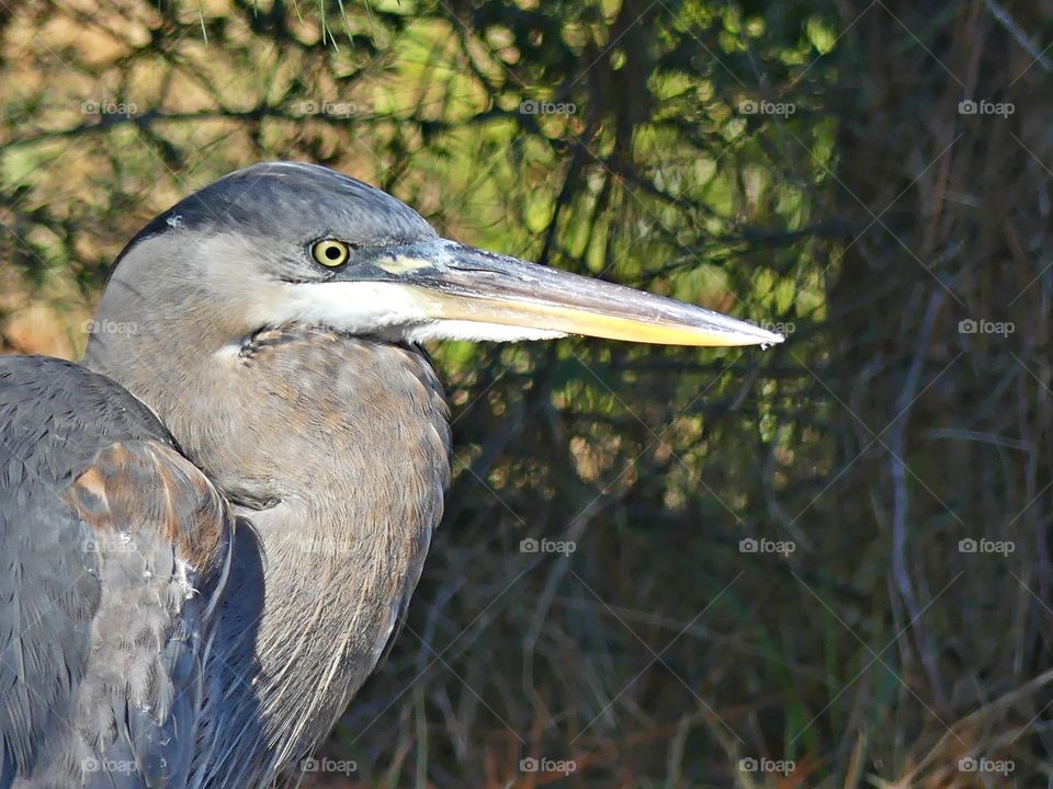 Twenty/twenty - The close up beauty of the Great Blue Heron. A review of the year 2020