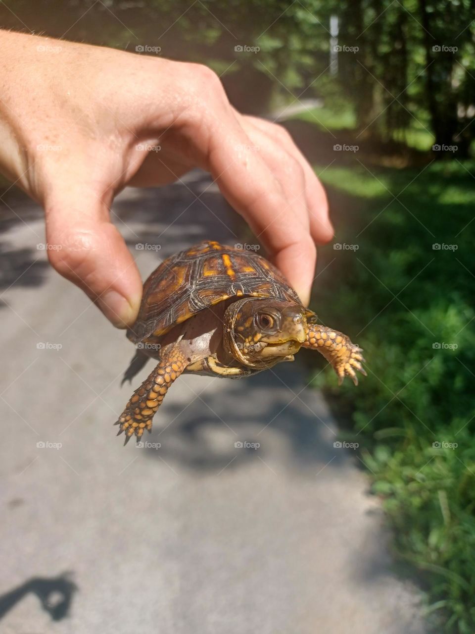 box turtle