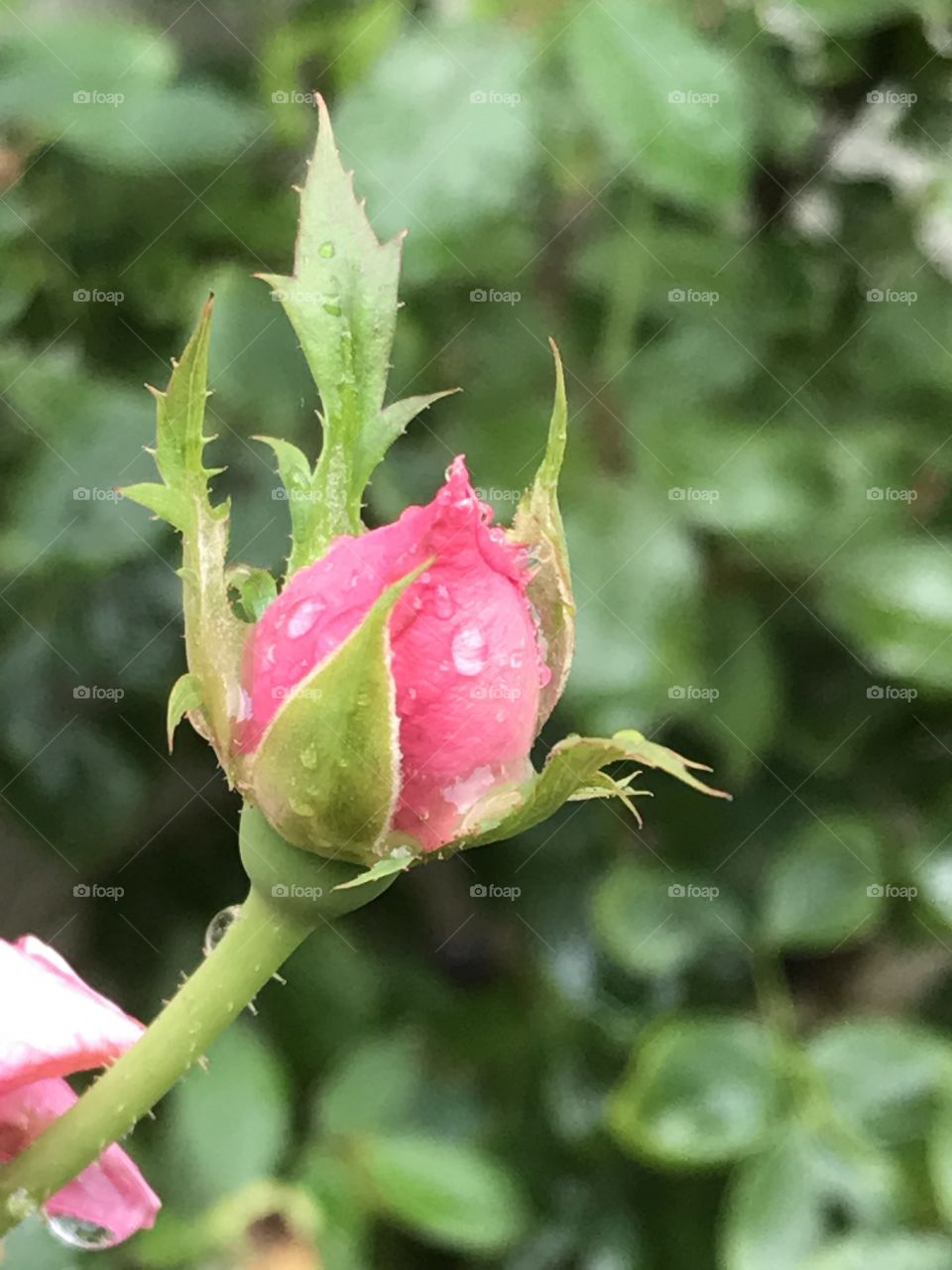 Rose bud