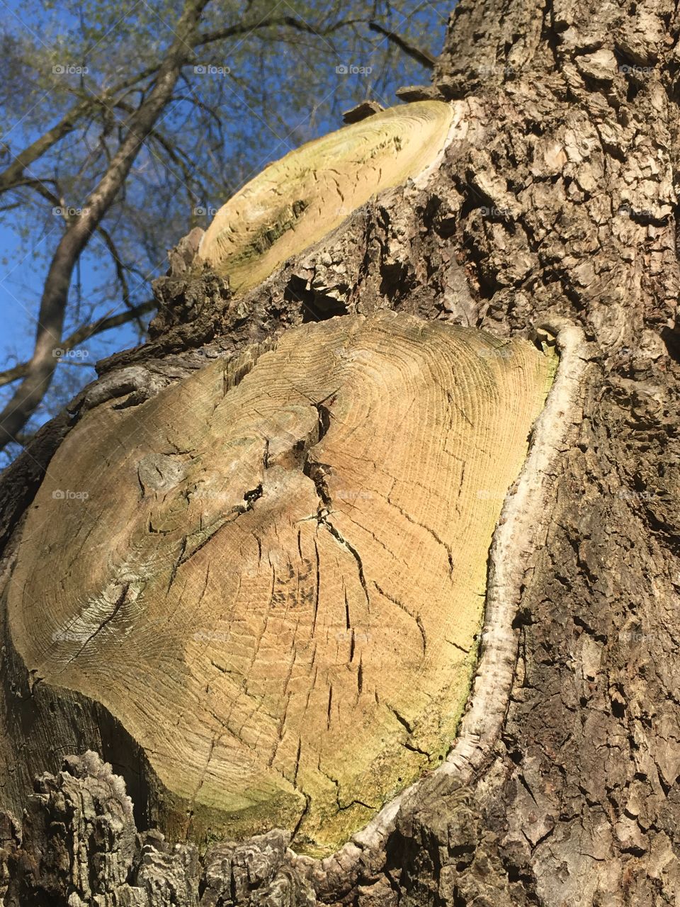 Bark and tree