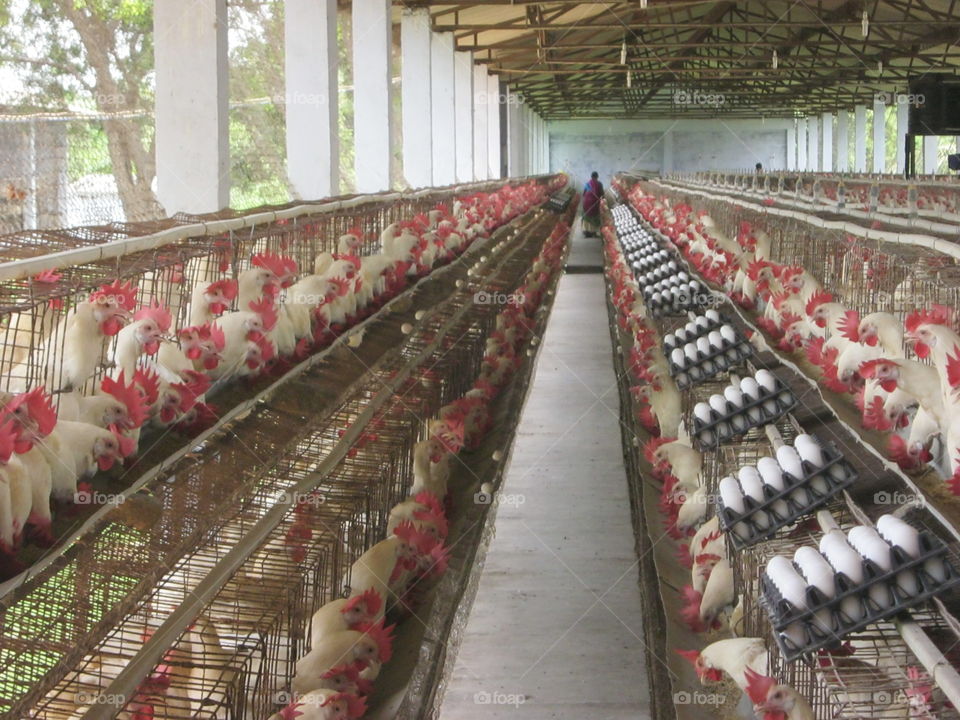 Poultry farm in perundurai Tamil Nadu India