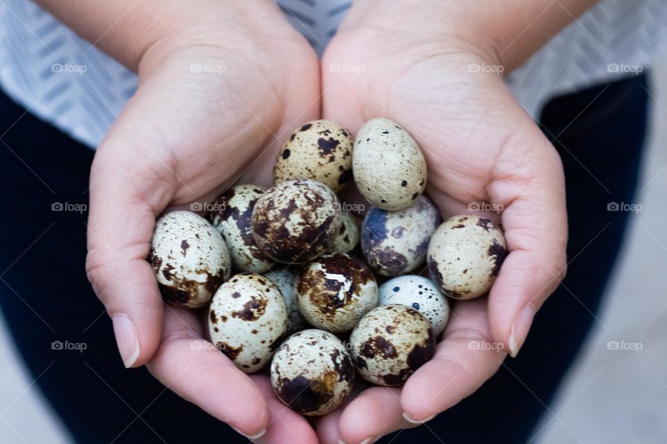 quail eggs