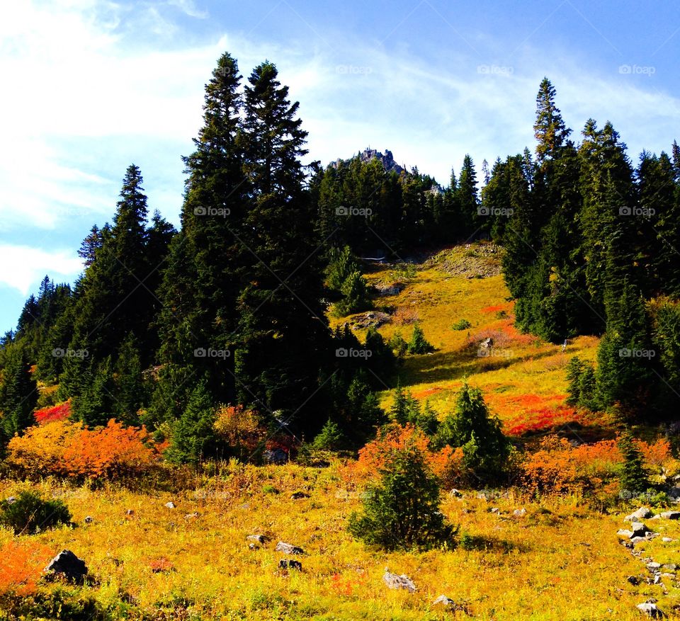 No Person, Landscape, Outdoors, Nature, Wood