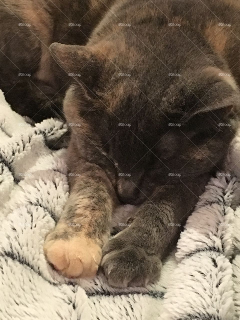 Dilute Tortoiseshell cat sleeping on a blanket. Sleeping cat photo.