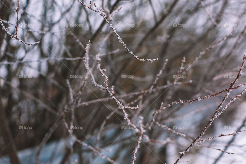 winter on the trees