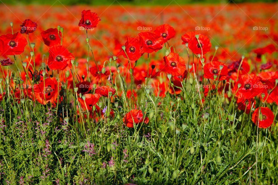 Field of poppies