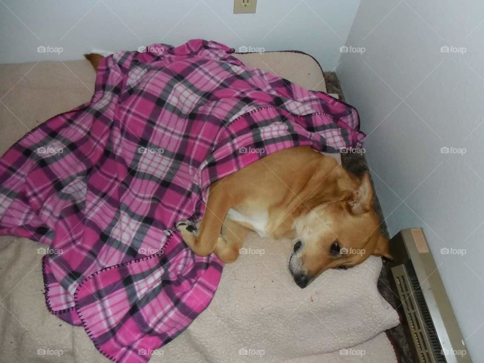 Angel dog tucked into bed with her pink blanket just like people.