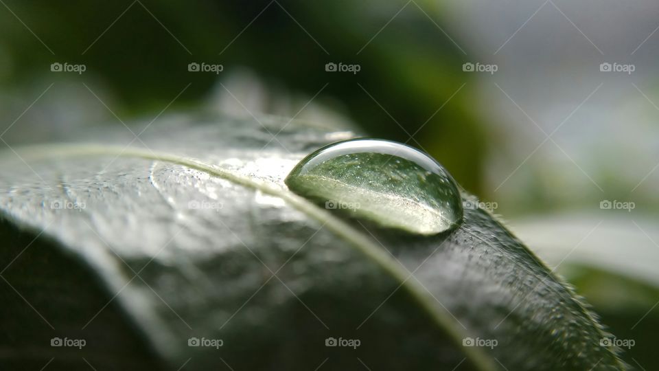 single drop on green leaf