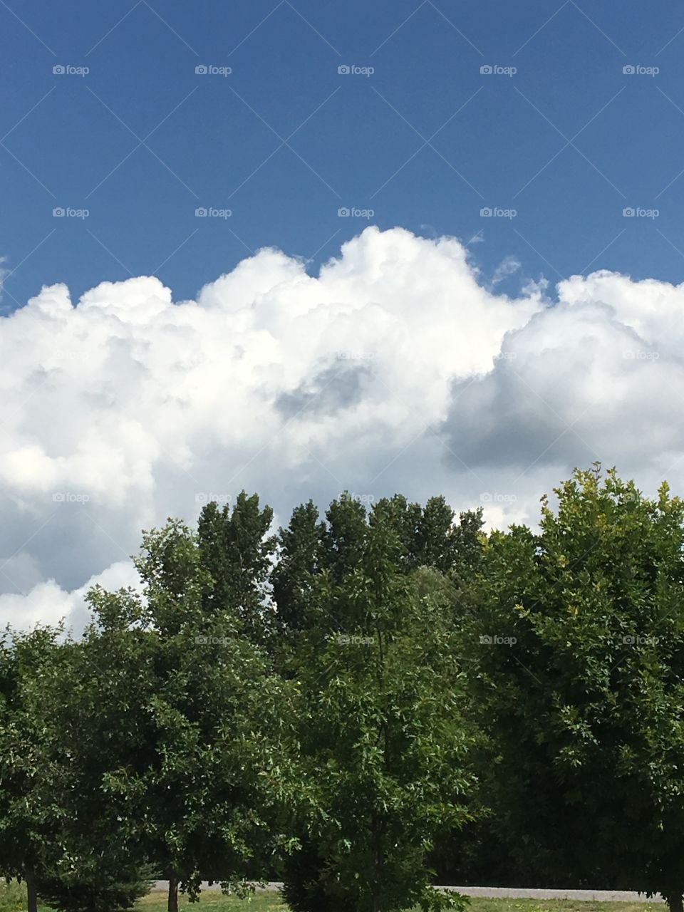 Trio- trees, white clouds & blue skies