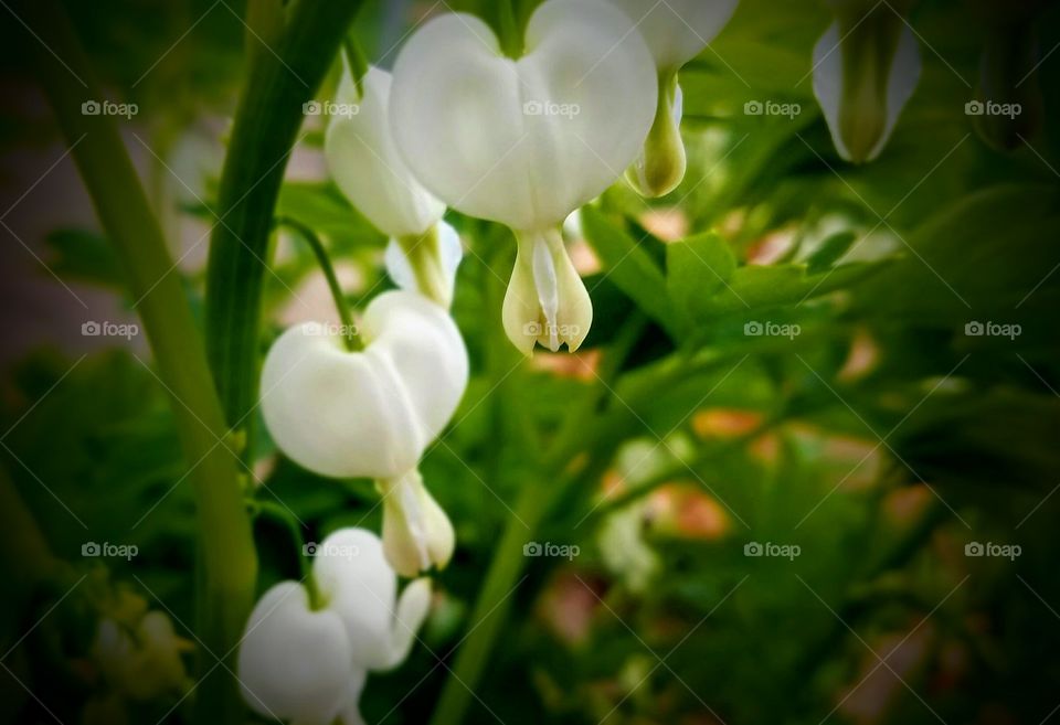 Loving the Spring Flowers in our Yard
