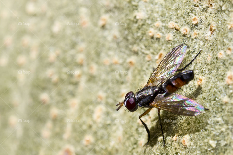 fly sitting on tree bark