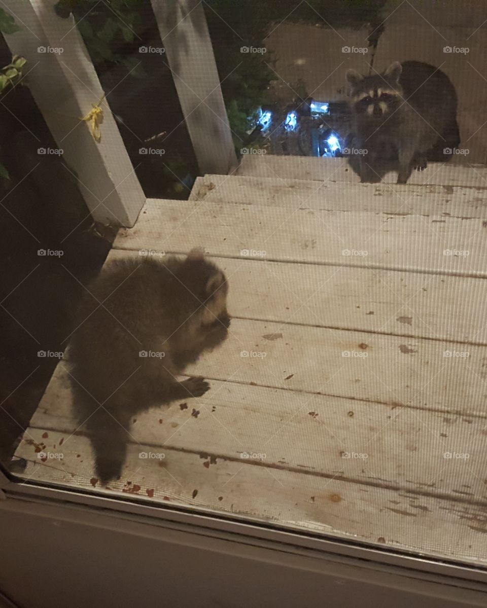 mommy and baby raccoon knocking at door