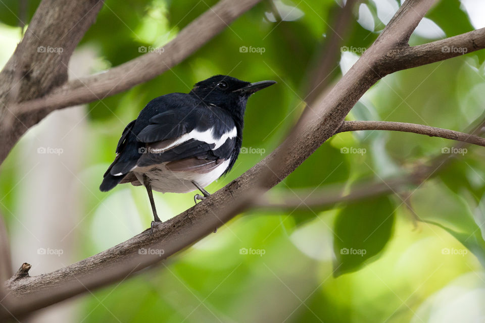 I captured this bird behind the temple of wat asokaram in Bangkok