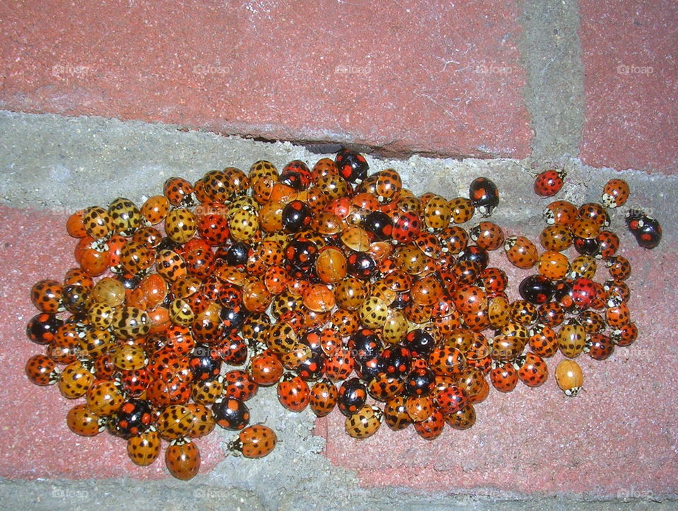 Whole lotta luck. 100 ladybirds aggregated on my wall