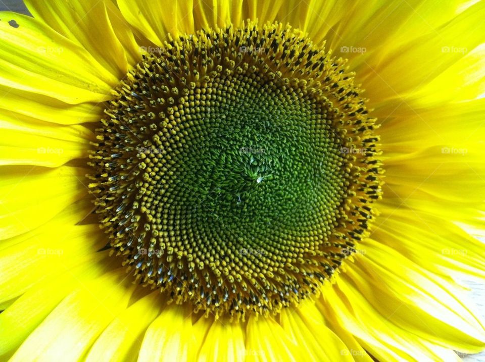 sunflower