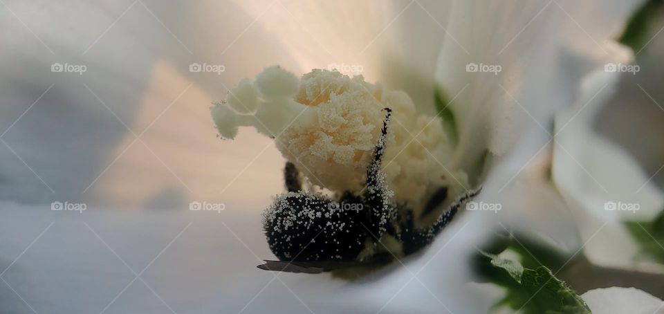 Bumble bee laying on his back, filling up on pollen, I shot while I was hiking one summer day.