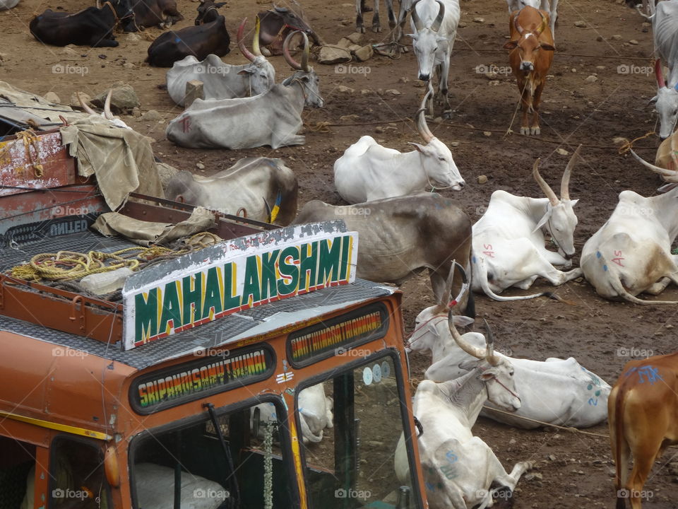 cows in India