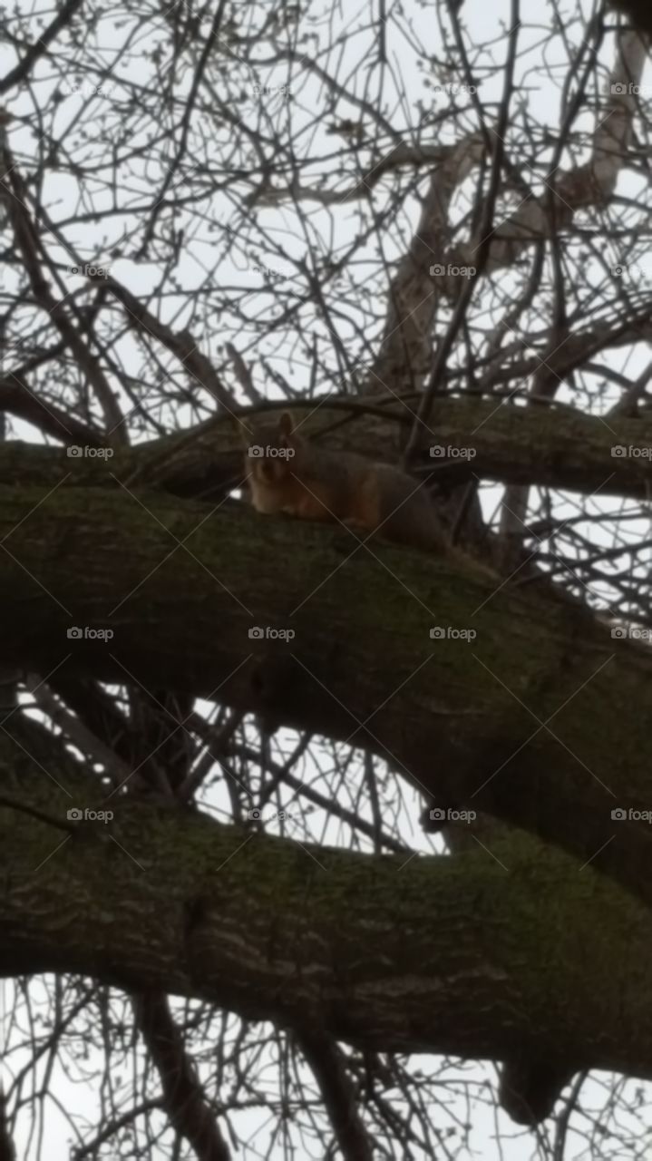 squirrel in a tree