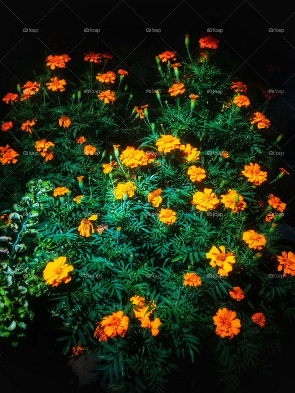 Flowers bloom at night