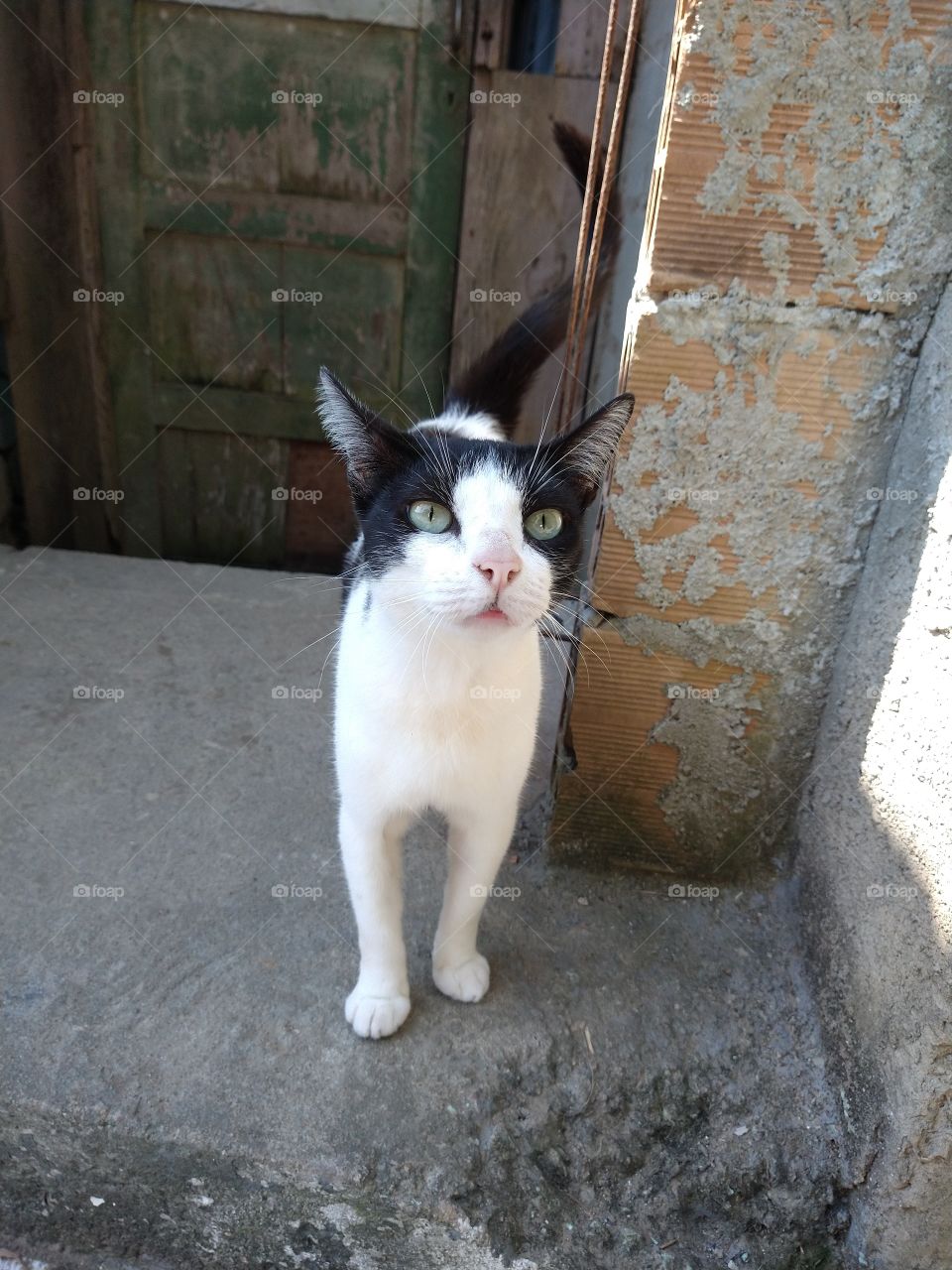 cat of favela