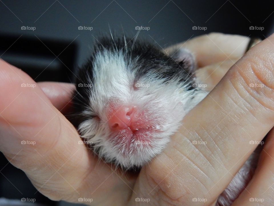 Gatto neonato